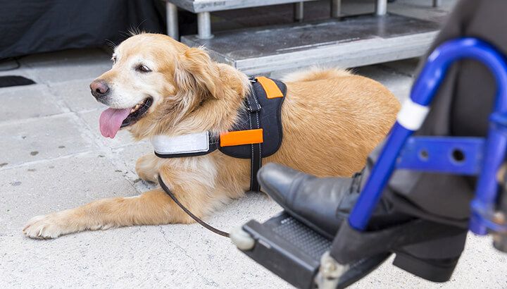 Its easy to commit fraud with a service animal