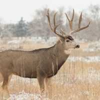 Plan protects mule deer by killing and relocating predators