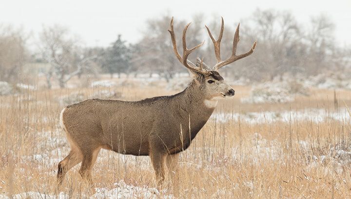 Plan protects mule deer by killing and relocating predators