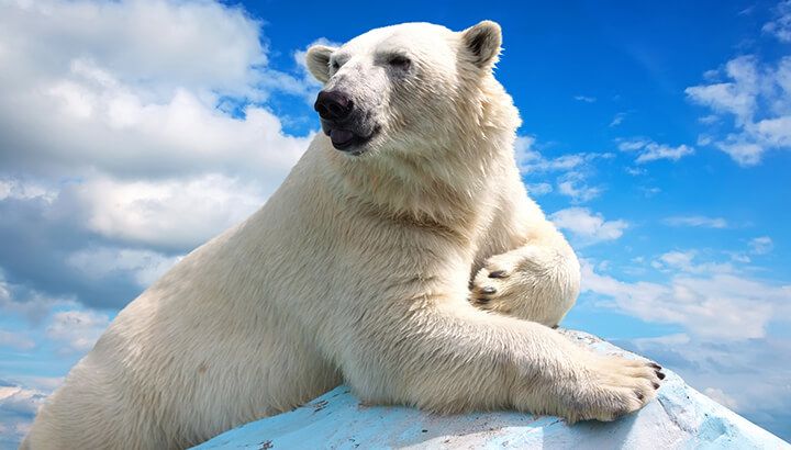 Polar bears may go extinct by 2050 if we don't help