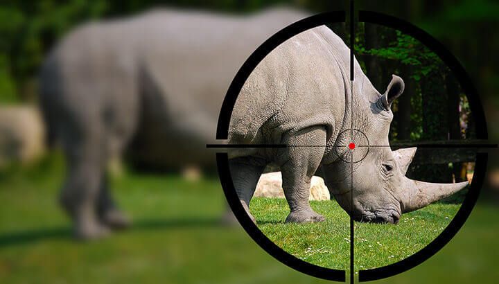 Rhinos are hunted for their horns with advanced technology