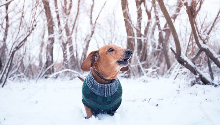 Small dogs may need clothes in the winter