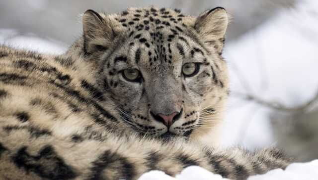 15 Animals That Will Be Extinct By 2050 If We Don't Help