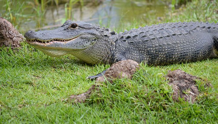 Stay away from alligators and other wildlife