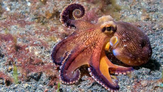 ‘Alien-Like’ Octopus And Other Animals Can Feel Pain The Way We Do