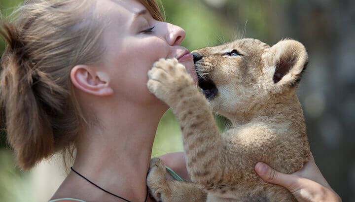 Lions are not meant for selfies