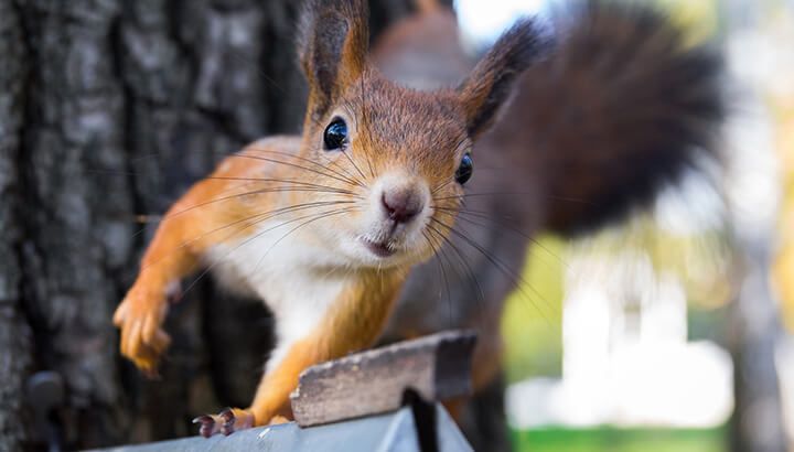 A wild squirrel does not normally make a house pet — not to mention an alarm system.