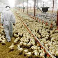 Chicken meat with white stripes come from birds in unhealthy conditions