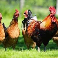 To avoid white stripes, always choose chickens that were raised sustainably