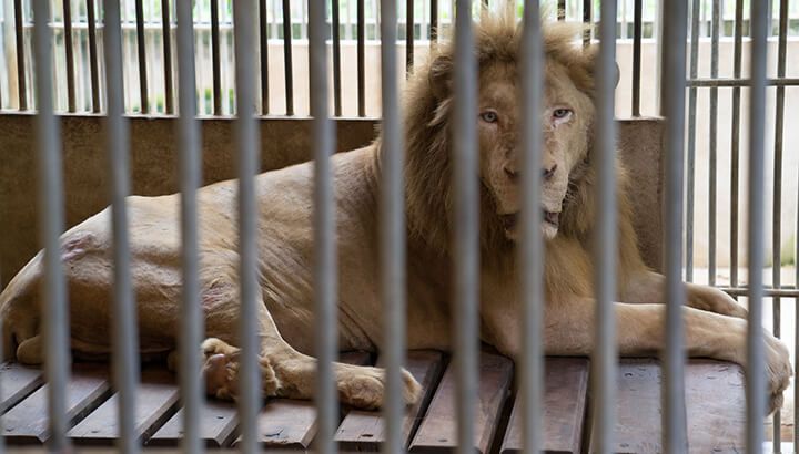 Zoo animals are stuck in cages for life.