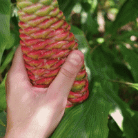 fruit