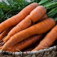 The texture of carrots can help remove plaque from teeth