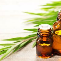 fresh tea tree leaves and essential oil