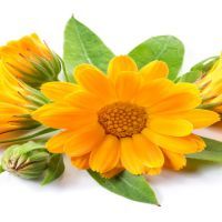 Calendula flower. Bouquet isolated on white background