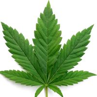 Green cannabis leaves isolated on white background. Growing medical marijuana.