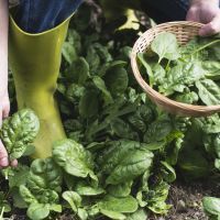Picking spinach in a home garden
